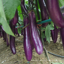 HE18 Jangli long purple red hybrid eggplant seeds for planting